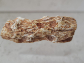 stammetje versteend hout