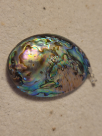 abalone hanger