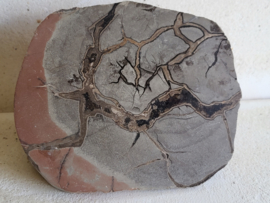 Septarie