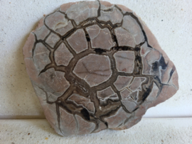 septarie slice