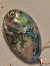 abalone hanger
