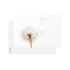 Paardenbloem