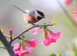 KK ( postcard bird with flowers )