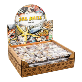 SR 05 ( sea shell in box ) ----- 48 pcs in display