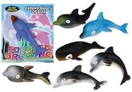 TS 1619 ( colored growing dolphin ) ----- 48 pcs in display