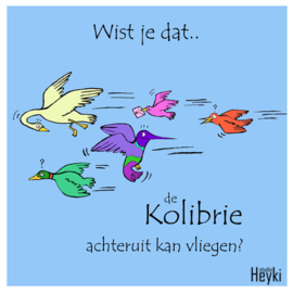 Wist je dat - Kolibrie