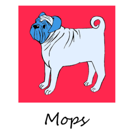 Hond - Mops