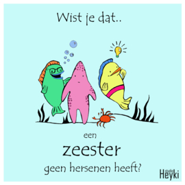 Wist je dat - Zeester