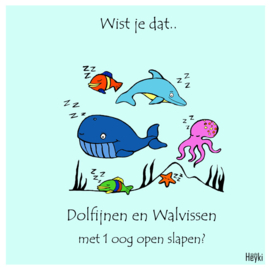 Wist je dat - Walvis