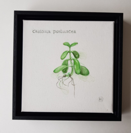 Botanische aquarellen set van 4