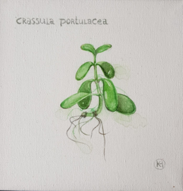 Crassula Portulasea, vetplantje