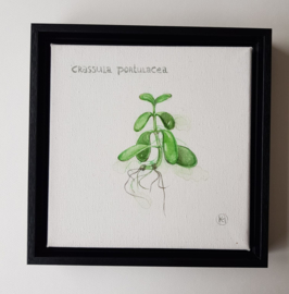 Crassula Portulasea, vetplantje