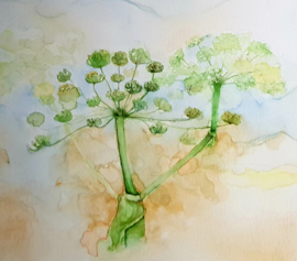 botanische aquarellen