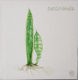 Sansevieria