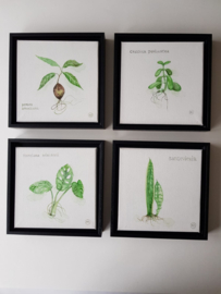 Botanische aquarellen set van 4