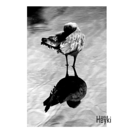 Vogels fotografie