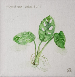 Monstera Adansonii, gatenplantje