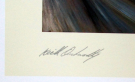 Lotus 49 #5 Jim Clark Winner Dutch Grand Prix 1967