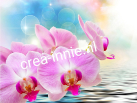 DIAMOND PAINTING Roze orchidee blauwe achtergrond