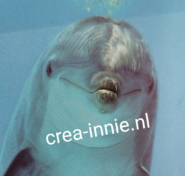 dolfijn