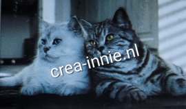 KATTEN 2 X ZWART EN WIT