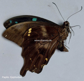 Papilio Epiphorbas per stuk ongeprepareerd