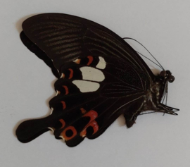 Papilio Helenus per stuk ongeprepareerd