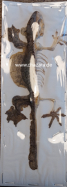 Ptychozoon kuhli (vliegende gekko) half skelet