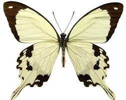 Papilio Dardanus meriones per stuk ongeprepareerd