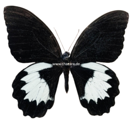 Papilio Aegeus  per stuk ongeprepareerd