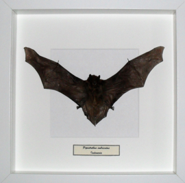 Pipistrellus Imbricatus