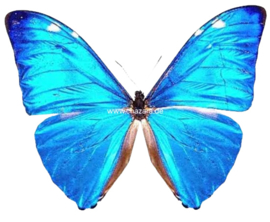 Morpho Adonis A1/A-/A2 per stuk ongeprepareerd