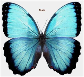 Morpho Peleides/Helenor/ achilles female per stuk ongeprepareerd