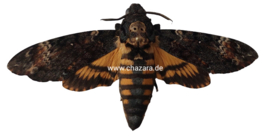 Acherontia Atropos  ongeprepareerd (Doodshoofdvlinder)