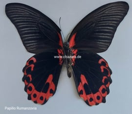 Papilio Rumanzovia per stuk ongeprepareerd
