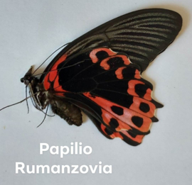 Papilio Rumanzovia per stuk ongeprepareerd