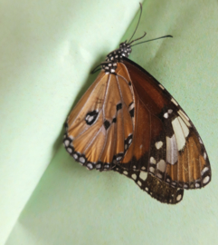 Danaus Chrysippus  per stuk ongeprepareerd