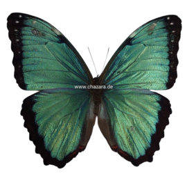 Morpho Peleides/Helenor/ achilles female per stuk ongeprepareerd