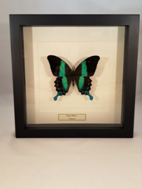 Papilio Blumei  A1/A1-/A- ongeprepareerd