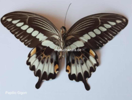 Papilio Gigon per stuk ongeprepareerd