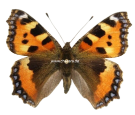 Aglais Urticae ( kleine vos) per stuk ongeprepareerd