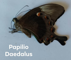 Papilio Daedalus  per stuk ongeprepareerd