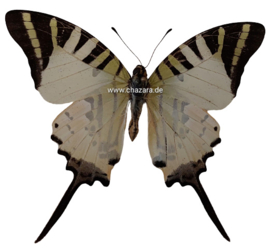 Graphium Antiphates ongeprepareerd per  stuk