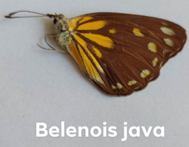 Belenois Java