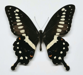 Papilio Lormieri  per stuk ongeprepareerd