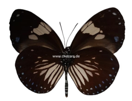 Euploea Diocletianus per  stuk ongeprepareerd