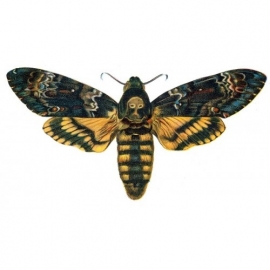 Acherontia Atropos  ongeprepareerd (Doodshoofdvlinder)