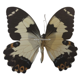 Papilio Euchenor ongeprepareerd