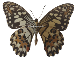 Papilio Demoleus ongeprepareerd