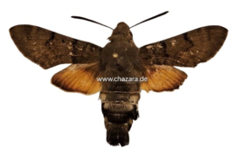 Macroglossum stellatarum (kolibrievlinder)  per stuk ongeprepareerd